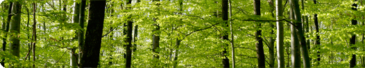 Foto Blüte