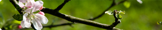 Foto Blüte